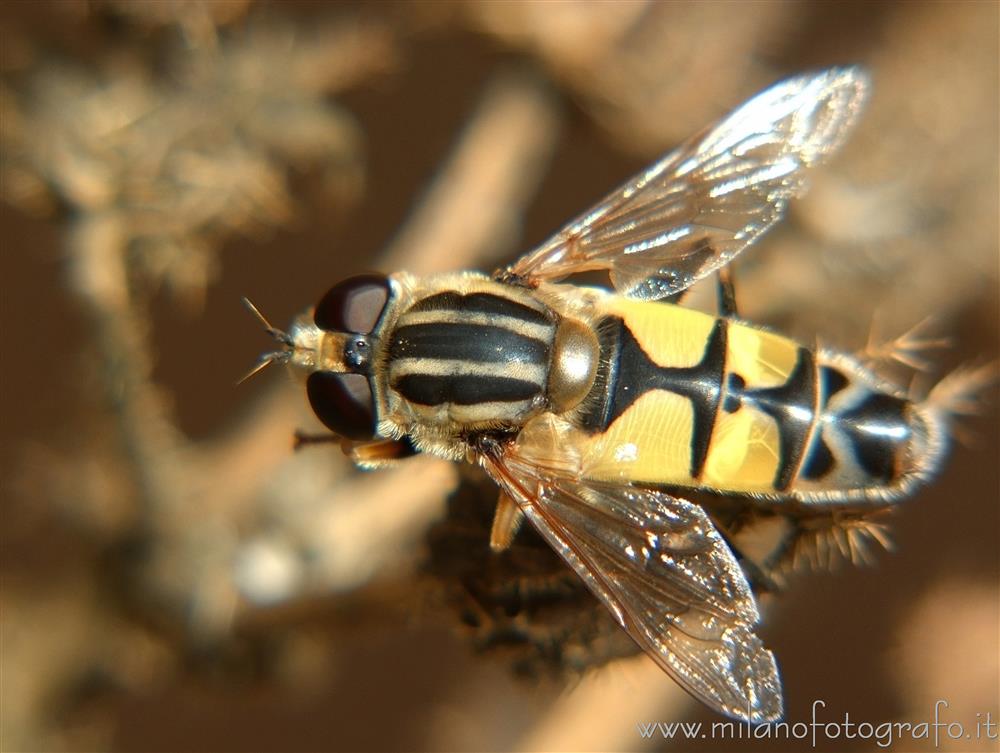 Torre San Giovanni (Lecce) - Helophilus pendulus